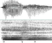stimmhafter velarer Frikativ